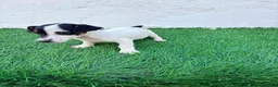 Jack Russell Terrier perros en venta: Jack Russell terrier - Anuncio 9