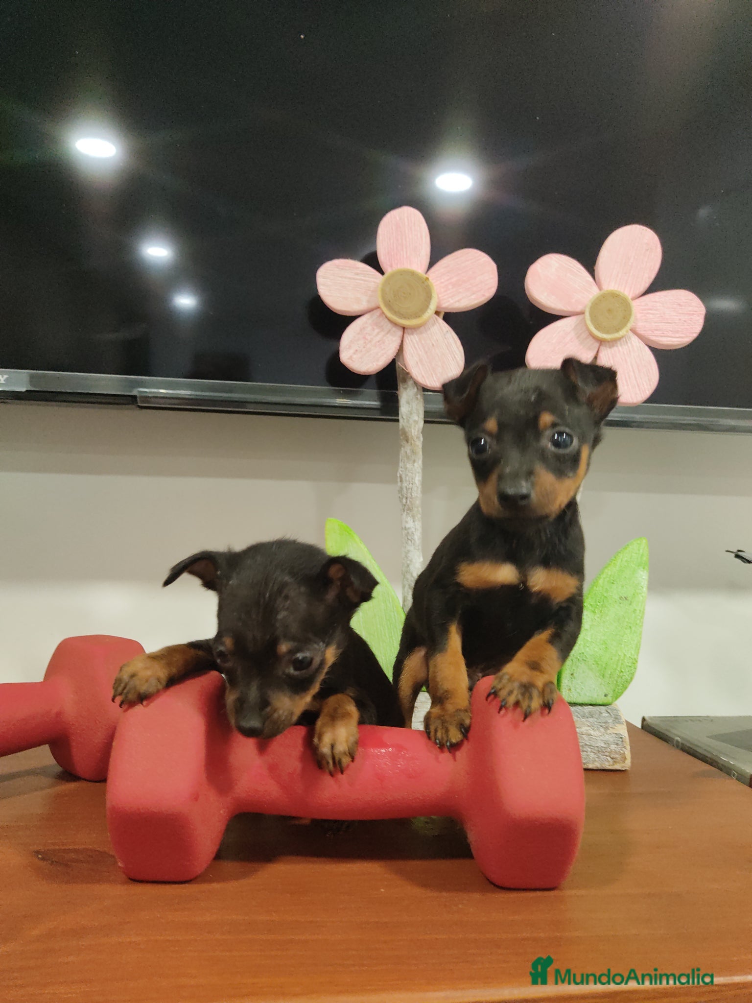 Pinscher Miniatura perros Pinscher miniatura  - Anuncio 1
