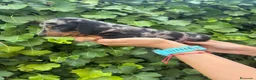 Teckel Miniatura perros en venta: teckel arlequin  - Anuncio 5