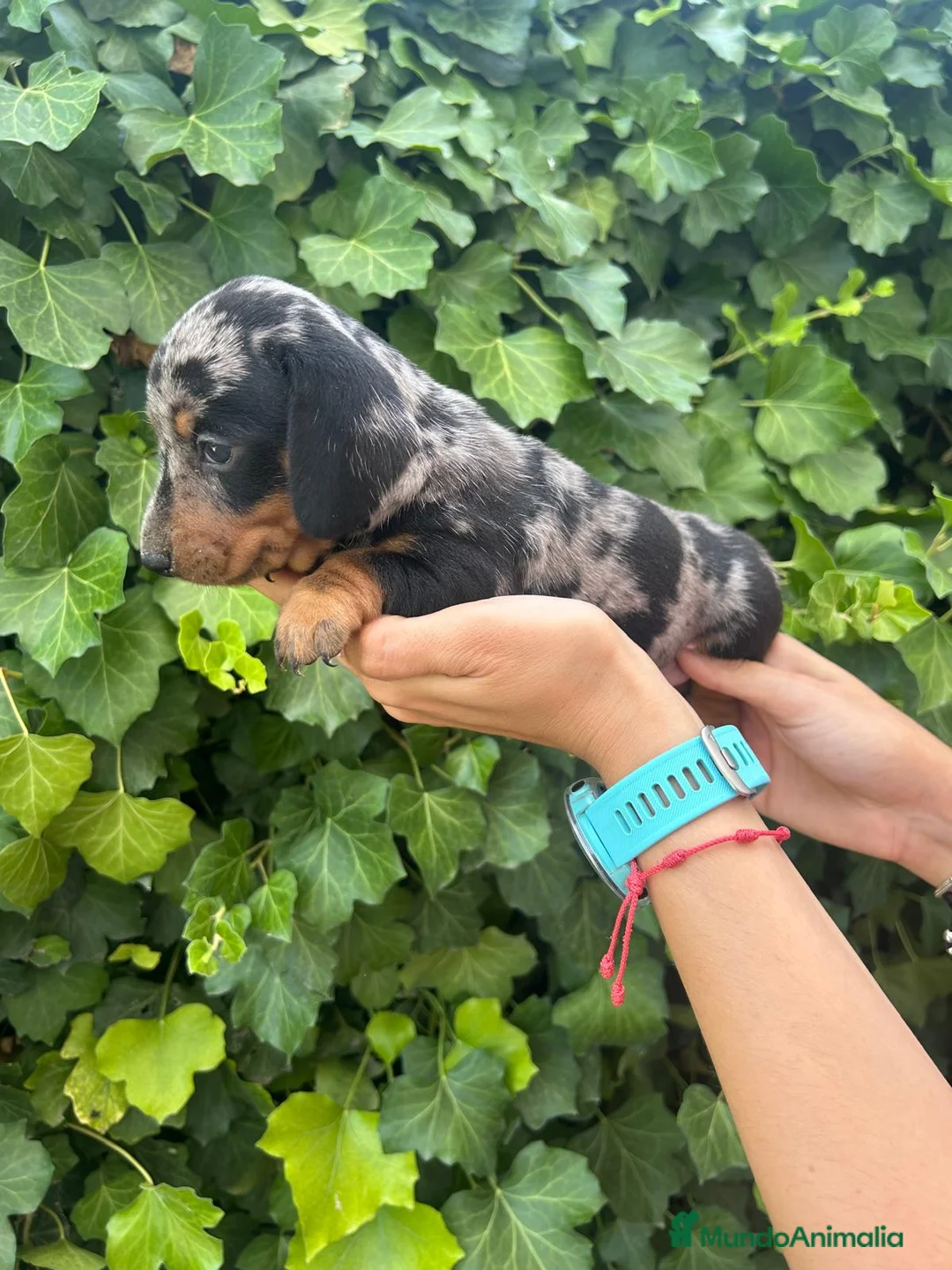 Teckel Miniatura perros en venta: teckel arlequin  - Anuncio 5