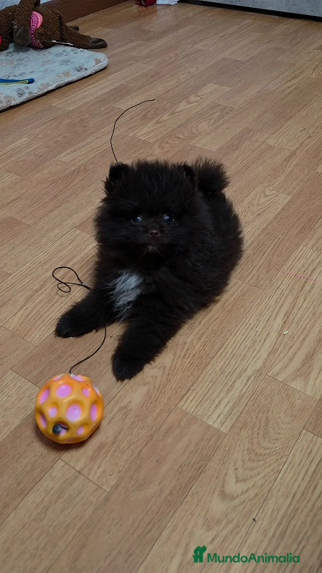 Pomerania perros en venta: Precioso Lulú Pomerania exótico  - Anuncio 2