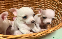 Chihuahua perros en venta: Chihuahuas  - Imagen 2