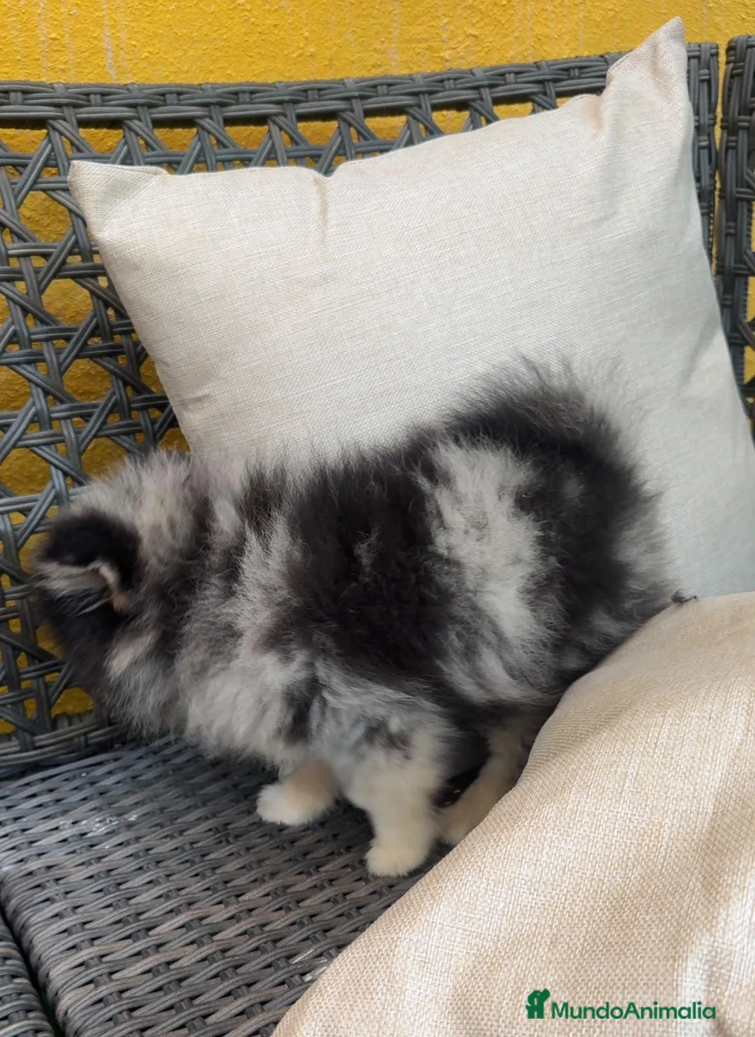 Pomerania perros en venta: Pomerania blue merle - Anuncio 4