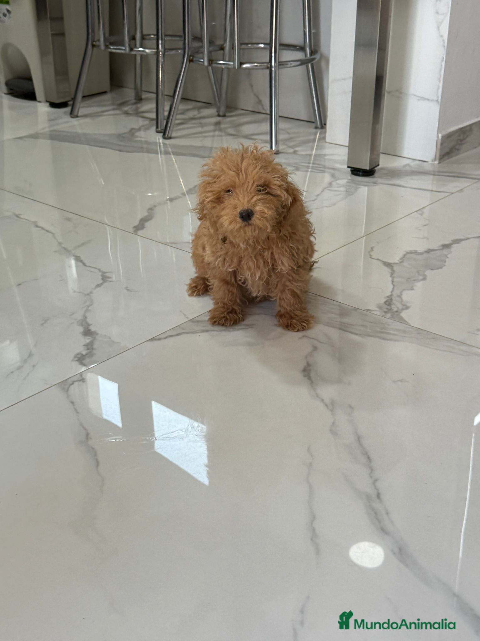 Caniche Toy perros Caniche toy leonado - Anuncio 1