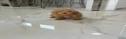 Caniche Toy perros en venta: Caniche toy leonado - Anuncio 1