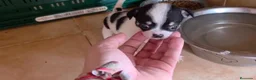 Chihuahua perros en venta: Hembra Chihuahua🐶🐾 - Anuncio 2
