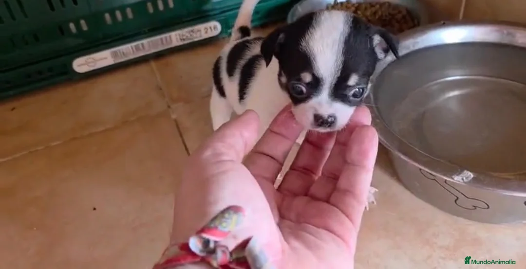 Chihuahua perros en venta: Hembra Chihuahua🐶🐾 - Anuncio 2