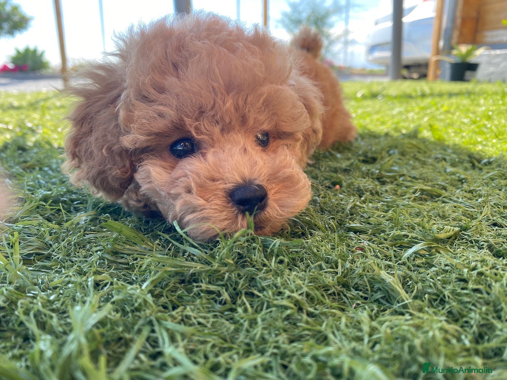 Caniche Toy perros caniche  - Anuncio 1