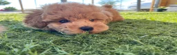 Caniche Toy perros en venta: caniche  - Anuncio 1