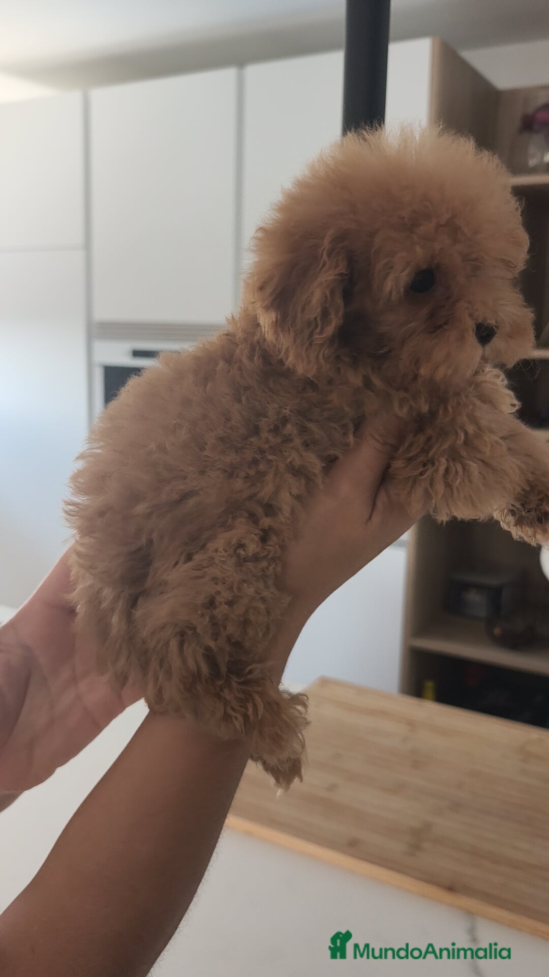 Caniche Toy perros en venta: Caniche Toy excelente  - Imagen 5