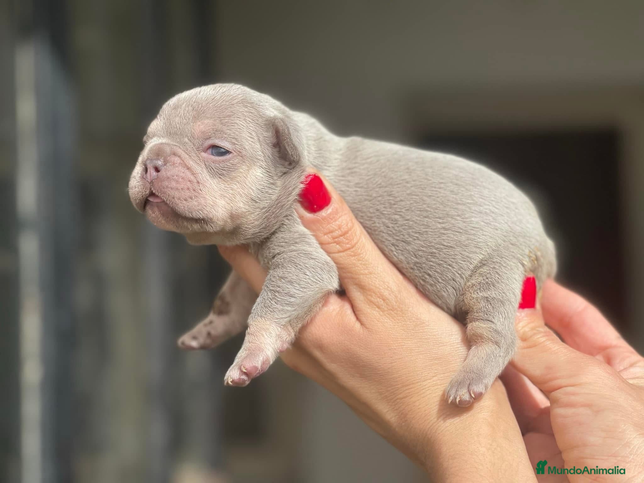 Bulldog Francés perros en venta: bulldog frances  - Anuncio 1