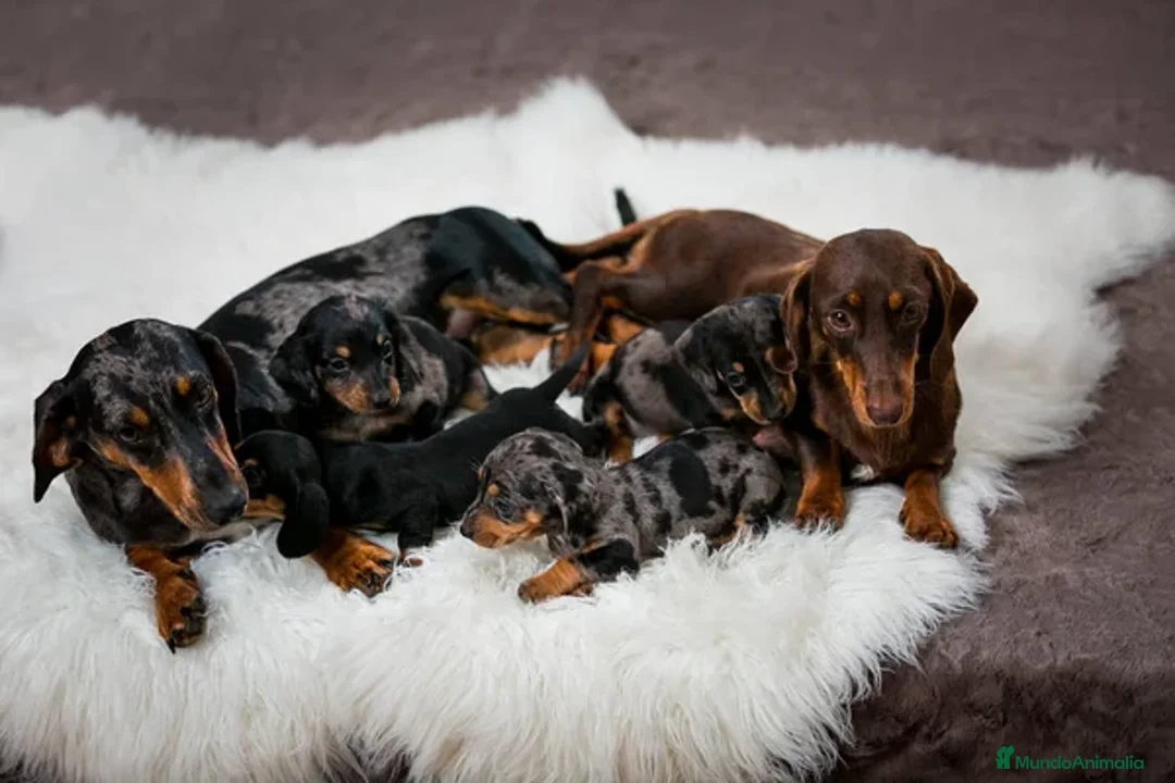 Teckel Miniatura perros en venta: TECKEL MINI  - Imagen 2