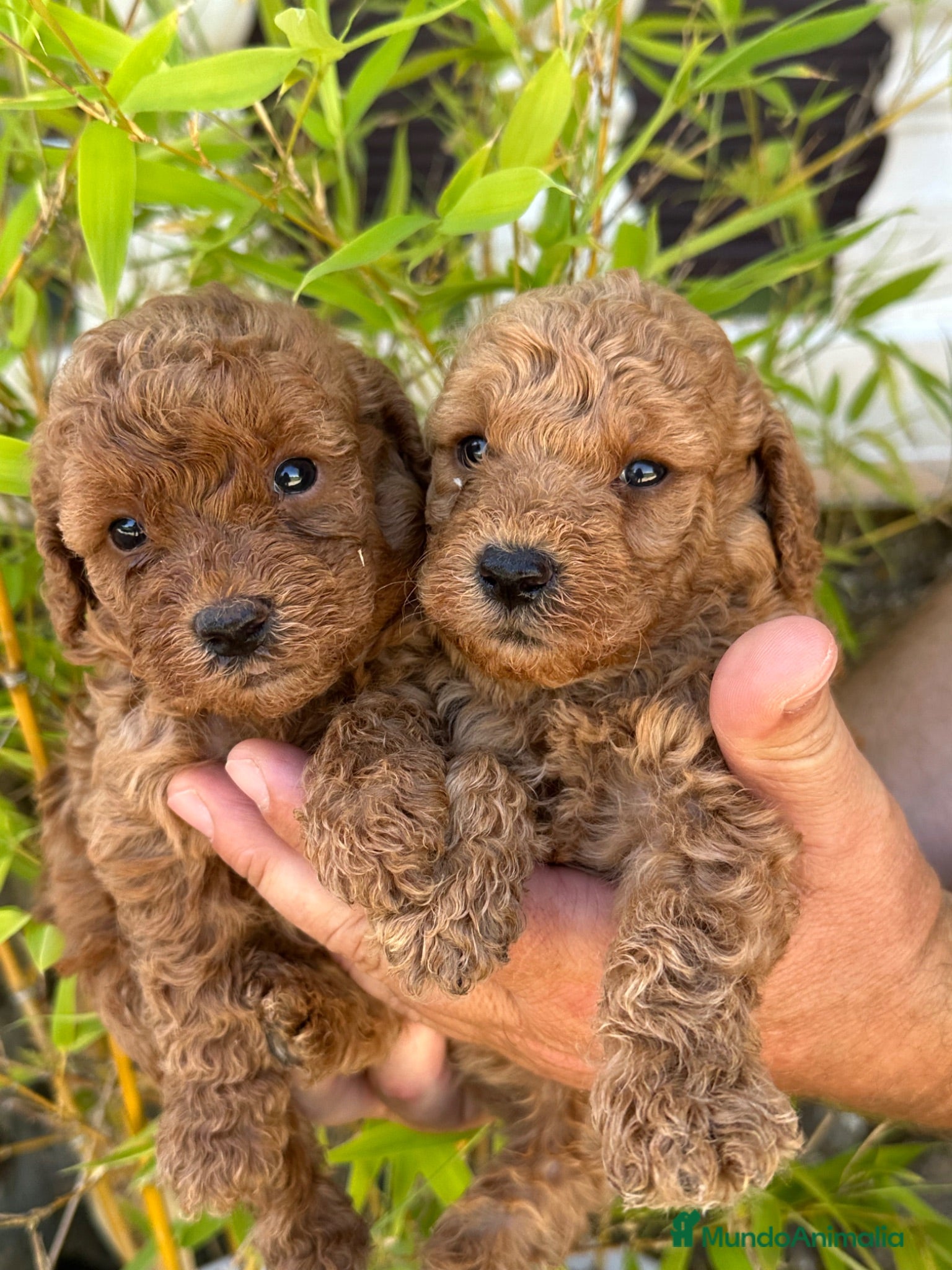 Caniche Enano perros Increíble camada de Caniche - Anuncio 18