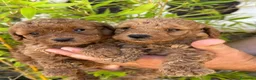 Caniche Enano perros en venta: Increíble camada de Caniche - Anuncio 1