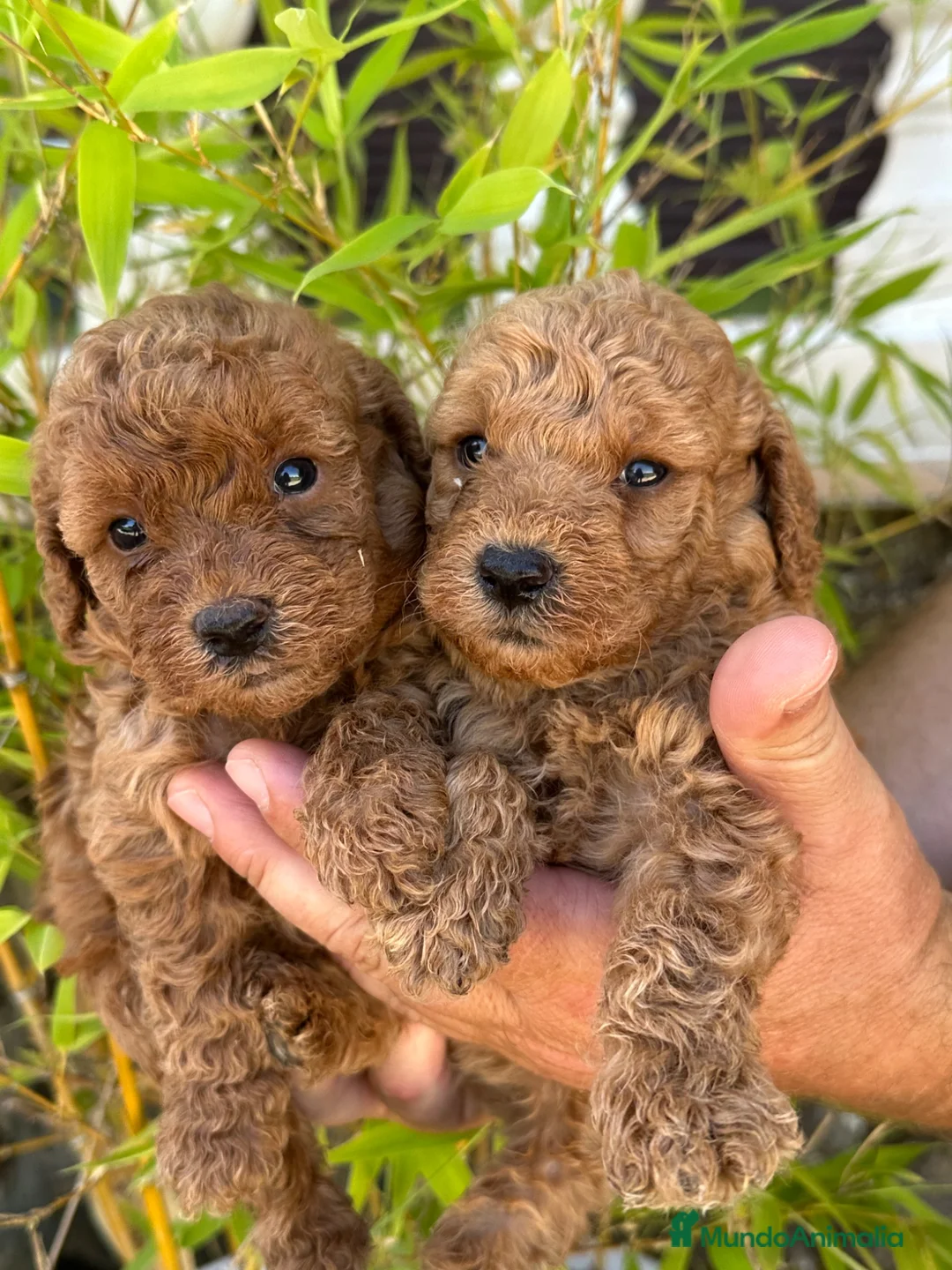 Caniche Enano perros en venta: Increíble camada de Caniche - Anuncio 1