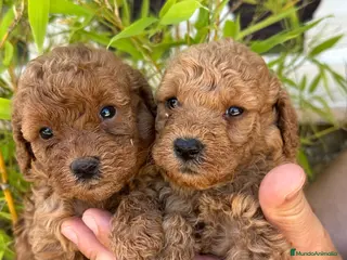 Caniche Enano perros Increíble camada de Caniche - Anuncio 1