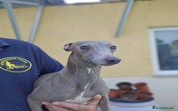 Pequeño Lebrel Italiano perros en venta: Pequeño lebrel italiano  - Imagen 1