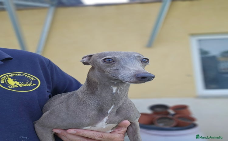 Pequeño Lebrel Italiano perros - Anuncio 1