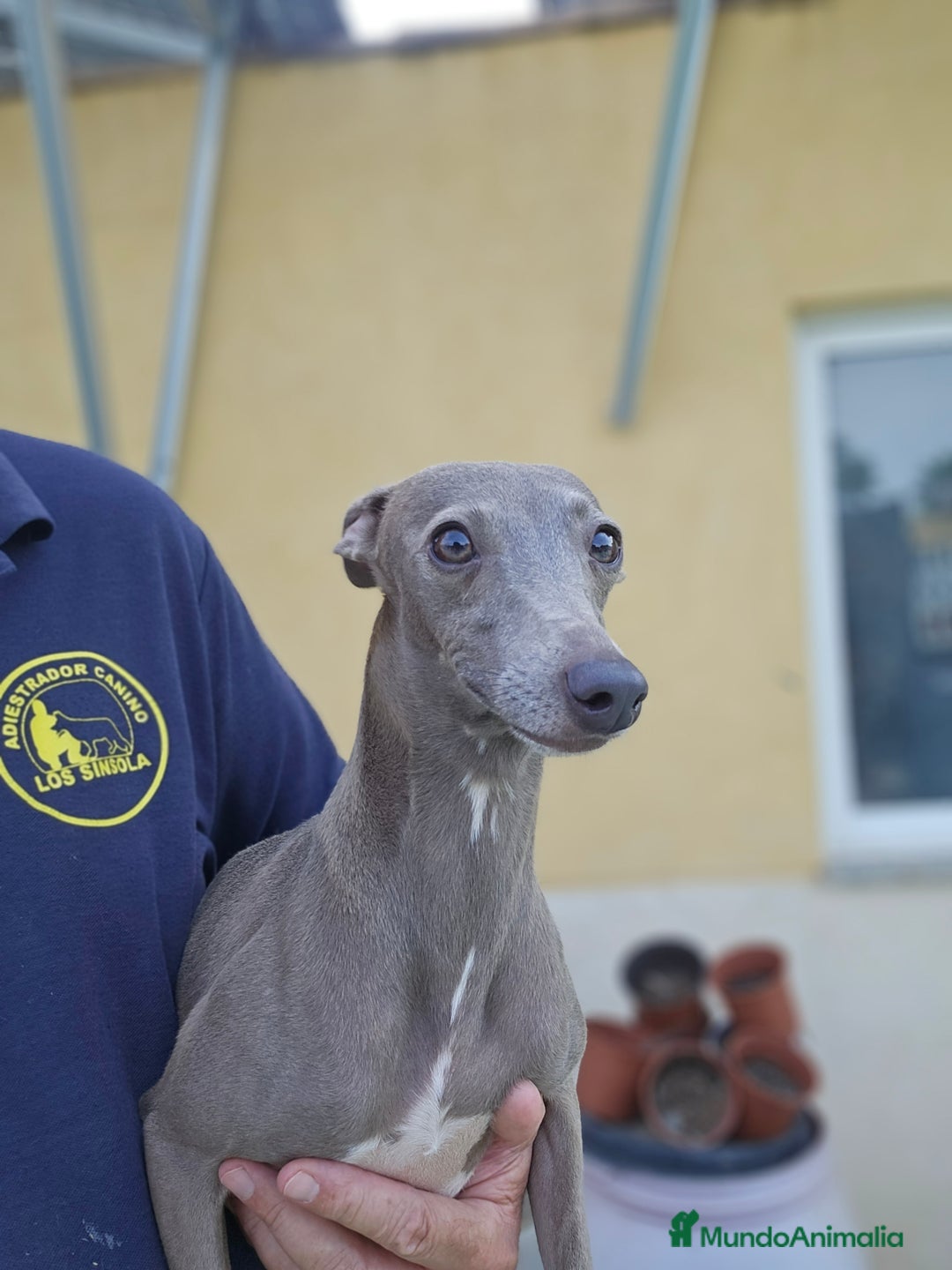 Pequeño Lebrel Italiano perros en venta: Pequeño lebrel italiano  - Imagen 1
