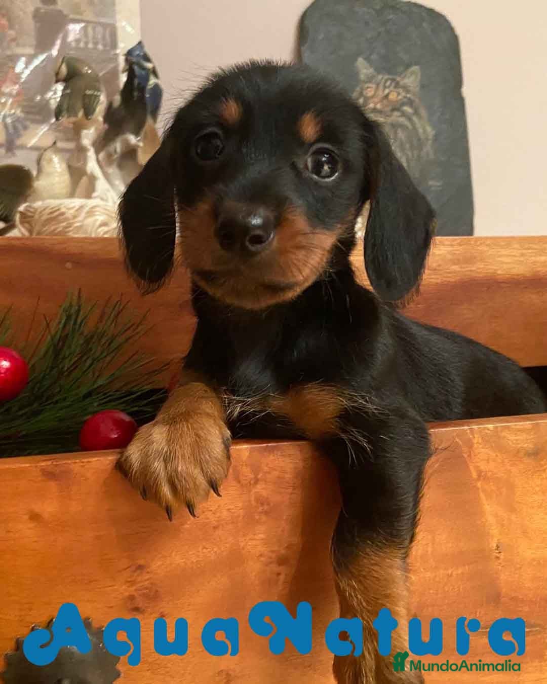 Teckel Miniatura perros en venta: Teckel Hembra de Kily y Luisiño 1998 AQUANATURA - Anuncio 2