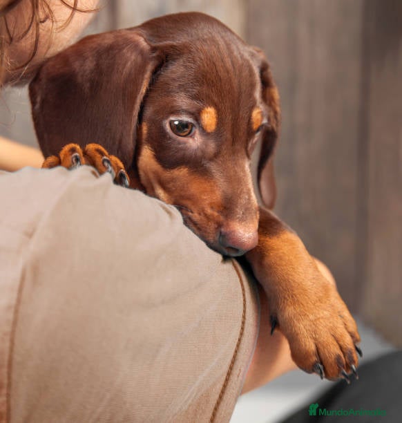 Teckel Miniatura perros TECKEL CADIZ  - Anuncio 2