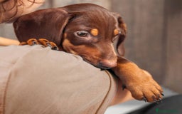 Teckel Miniatura perros en venta: TECKEL CADIZ  - Imagen 2