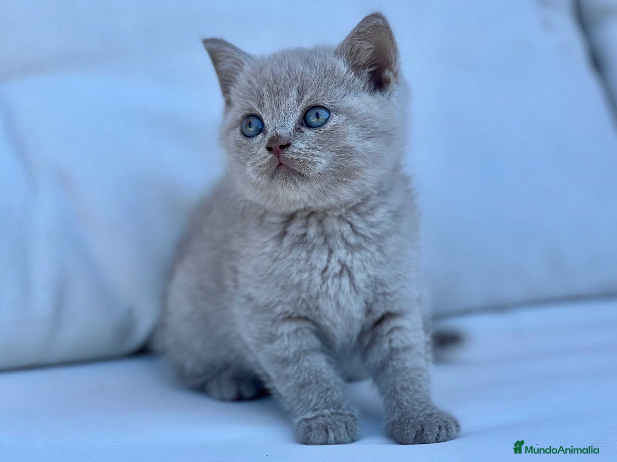 Británico de Pelo Corto gatos BRITISH SHORTHAIR LILAC - Anuncio 3