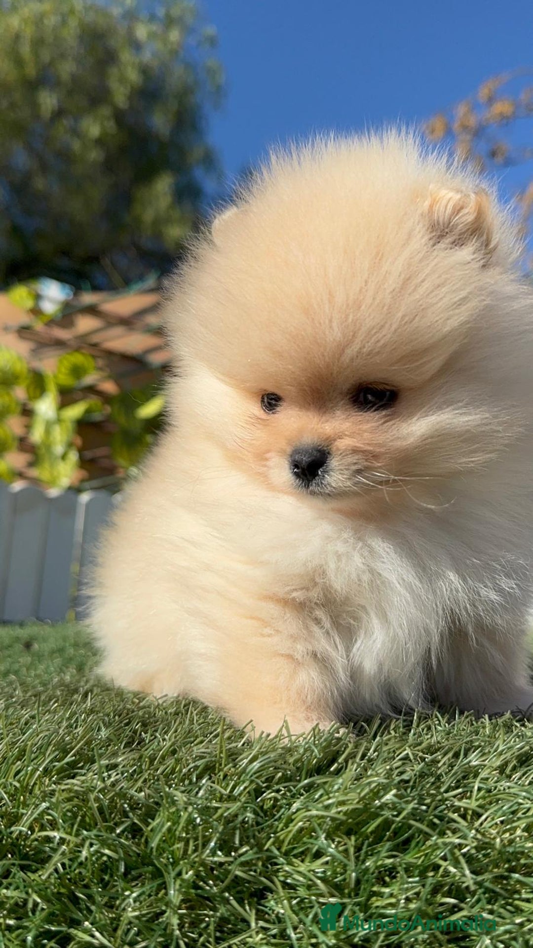 Pomerania perros en venta: POMERANIA CARITA DE OSITO - Anuncio 2