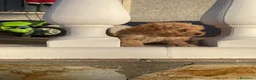 Caniche Toy perros en venta: caniche  - Anuncio 1