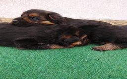 Pastor Alemán perros en venta: Cachorros de pastor alemán  - Imagen 4