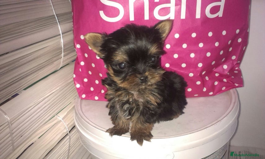 Imagen de galería {{count}}