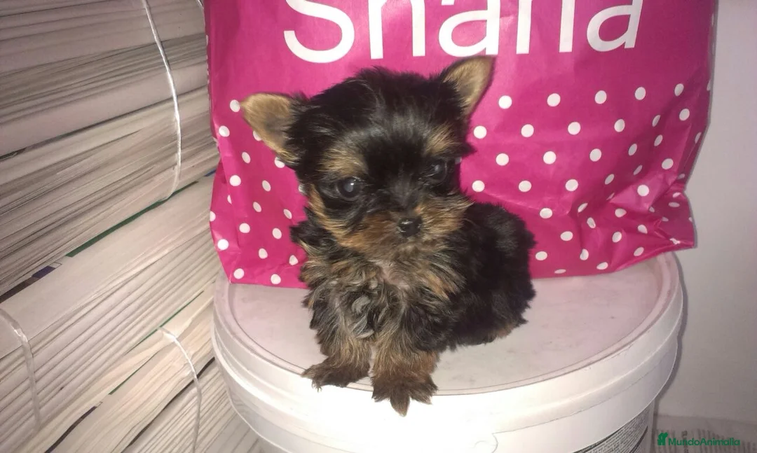 Imagen de galería {{count}}