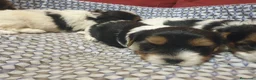 Biewer Yorkshire Terrier a la Pom Pon perros en venta: Biewer con pedigree - Anuncio 3