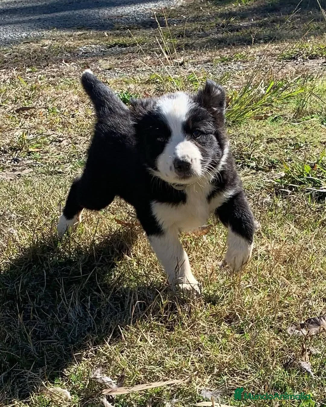 Border Collie perros en venta: puppies border collie  - Anuncio 2