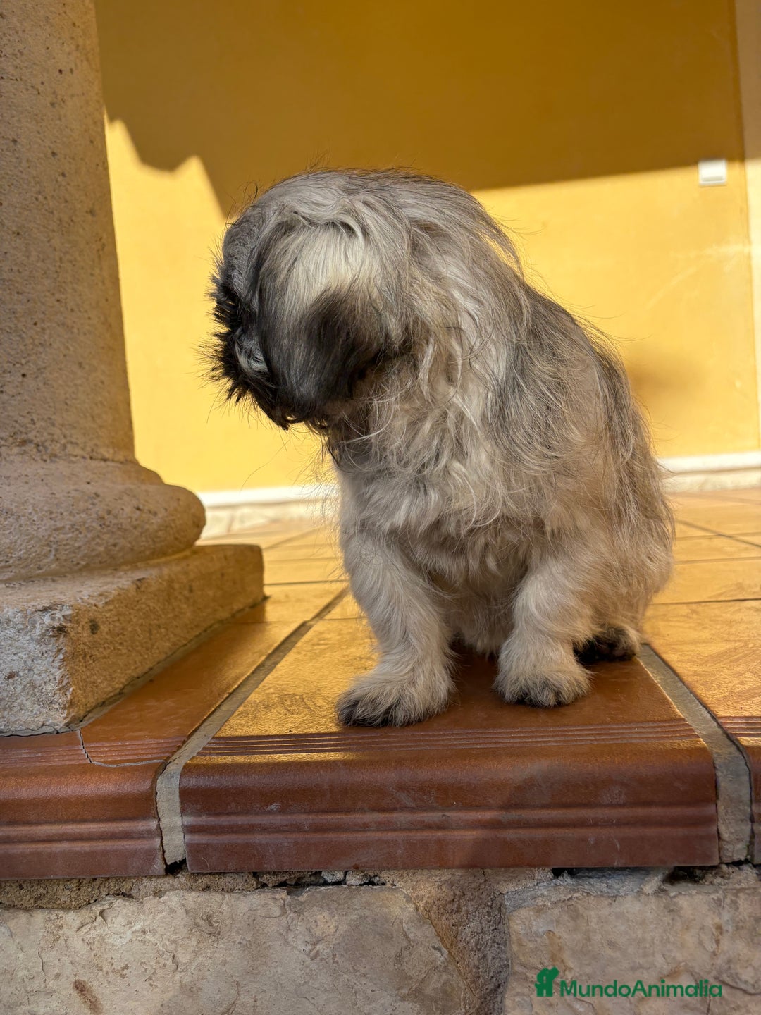 Pekinés perros en venta: Pekines imperial hembra preciosa  - Anuncio 21