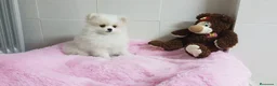 Pomerania perros en venta: Lulú de Pomerania  - Anuncio 6
