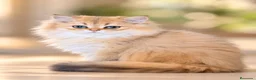Británico de Pelo Largo gatos en venta: Gatitos British Long Hair Golden y Silver - Anuncio 1