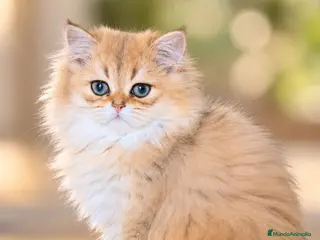 Británico de Pelo Largo gatos Gatitos British Long Hair Golden y Silver - Anuncio 1
