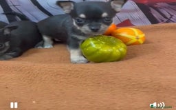 Chihuahua perros en venta: Chihuahuas muy chiquitos!!! - Imagen 3