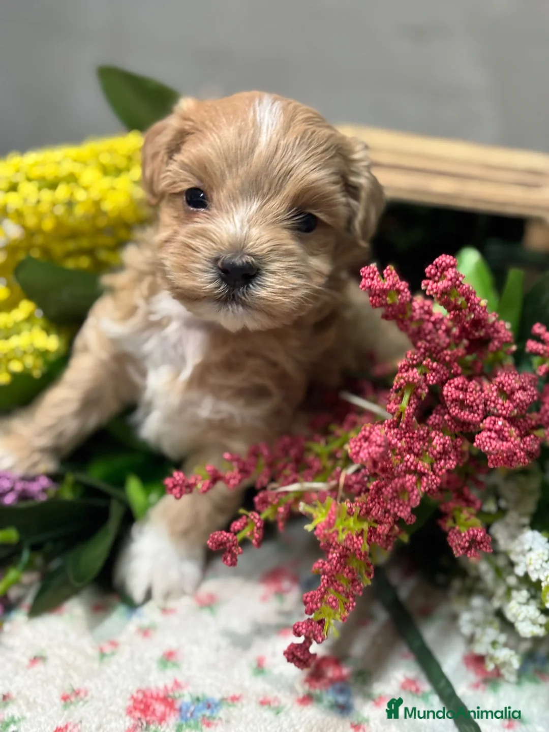 Maltipoo perros en venta: Maltipoo  - Anuncio 2