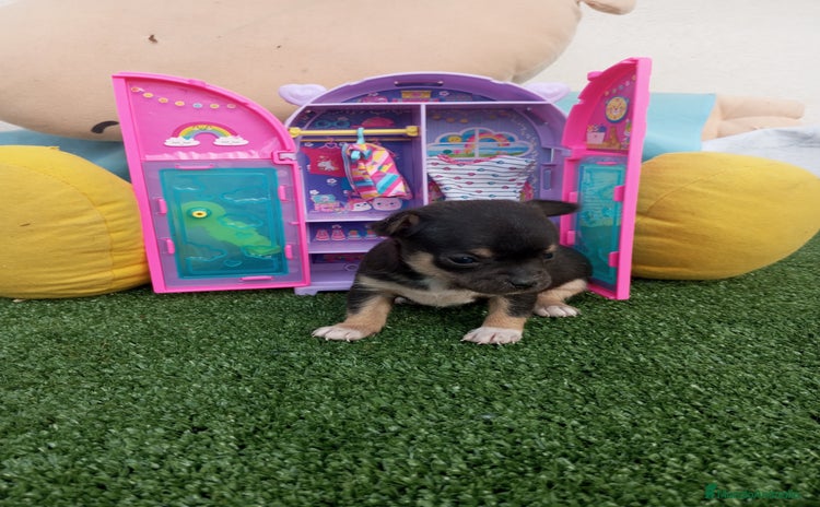 Chihuahua perros - Anuncio 3