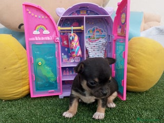 Chihuahua perros - Anuncio 8