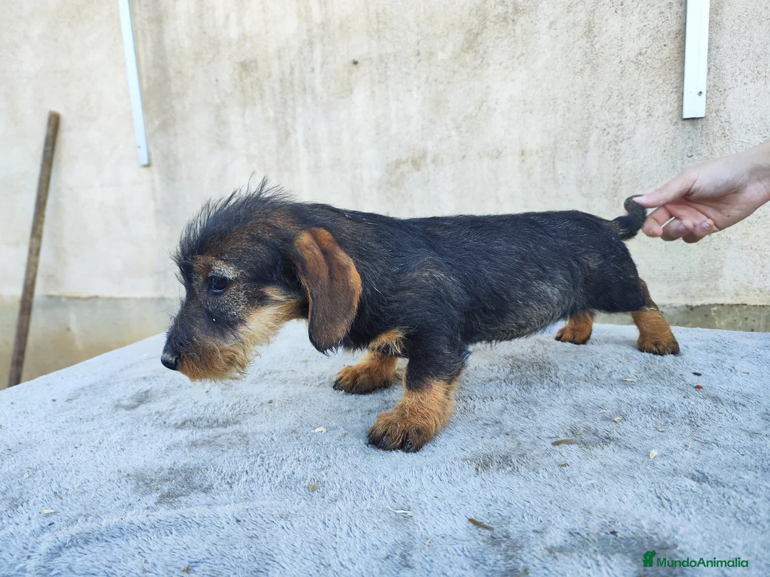 Teckel perros en venta: Teckel standar de pelo duro - Anuncio 5