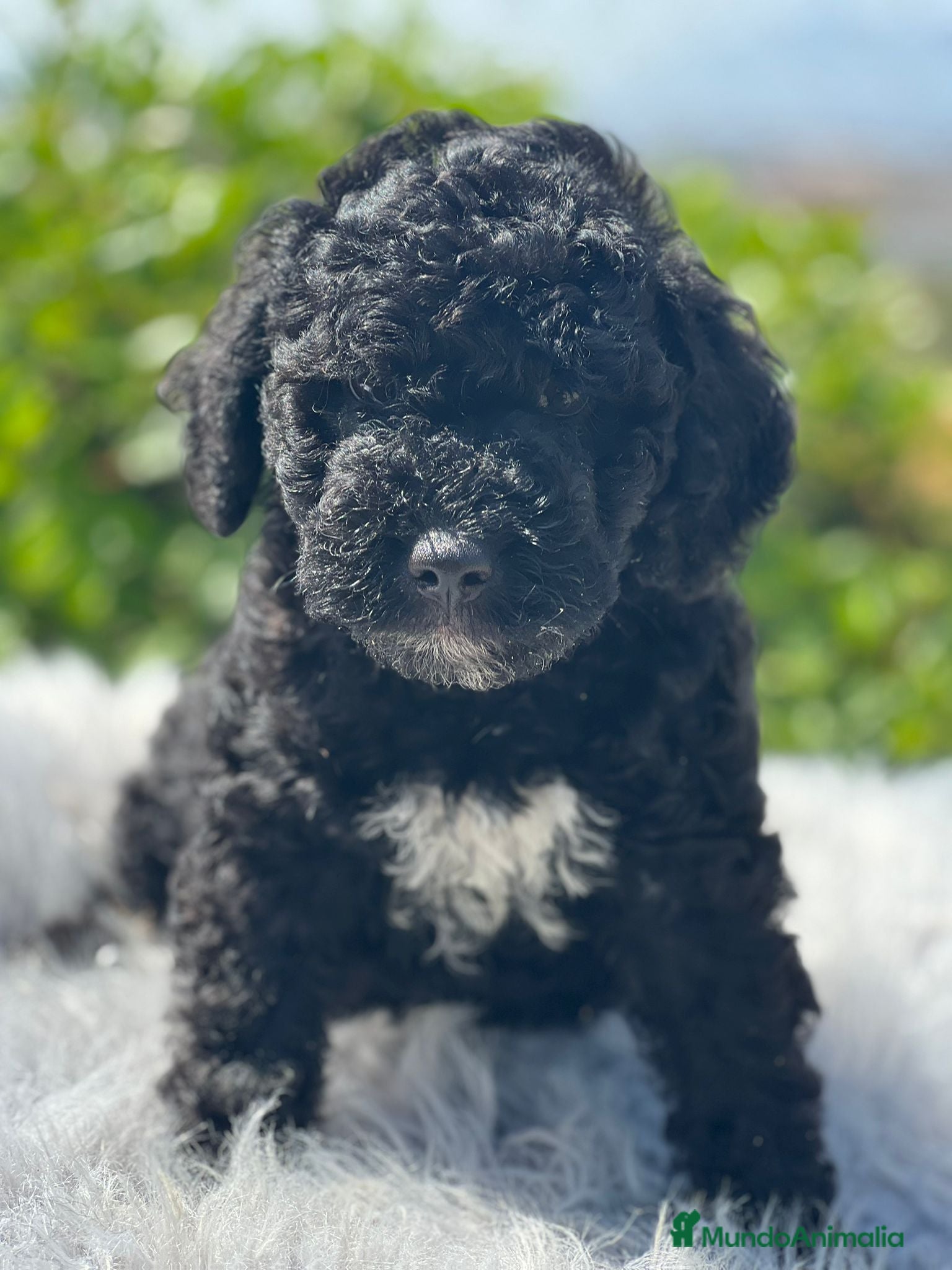 Perro de Agua Español perros Perro de agua - Anuncio 2