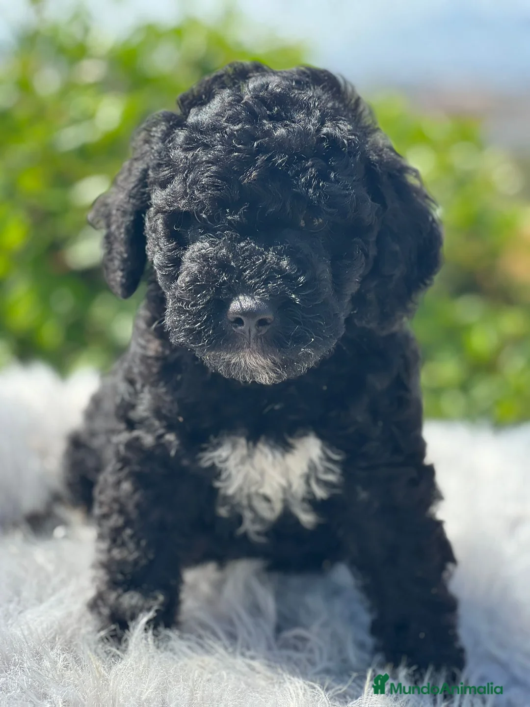 Perro de Agua Español perros en venta: Perro de agua - Anuncio 2