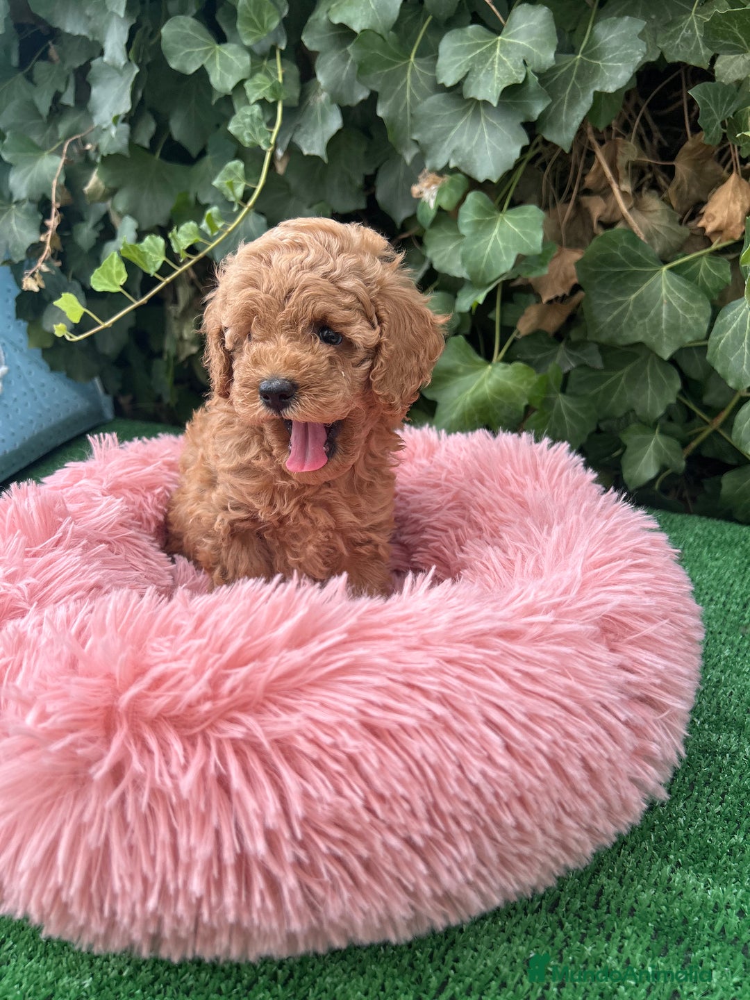 Raza Mixta perros en venta: caniche  - Anuncio 1