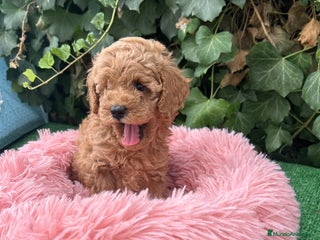 Raza Mixta perros caniche - Anuncio 2