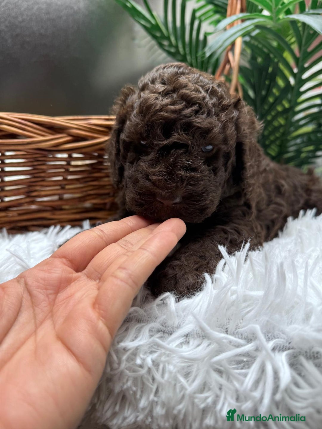 Perro de Agua Español perros en venta: PERRO DE AGUA ESPAÑOL MACHO - Anuncio 11