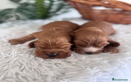 Cocker Spaniel Inglés perros en venta: COCKER SPANIEL INGLES - Anuncio 7