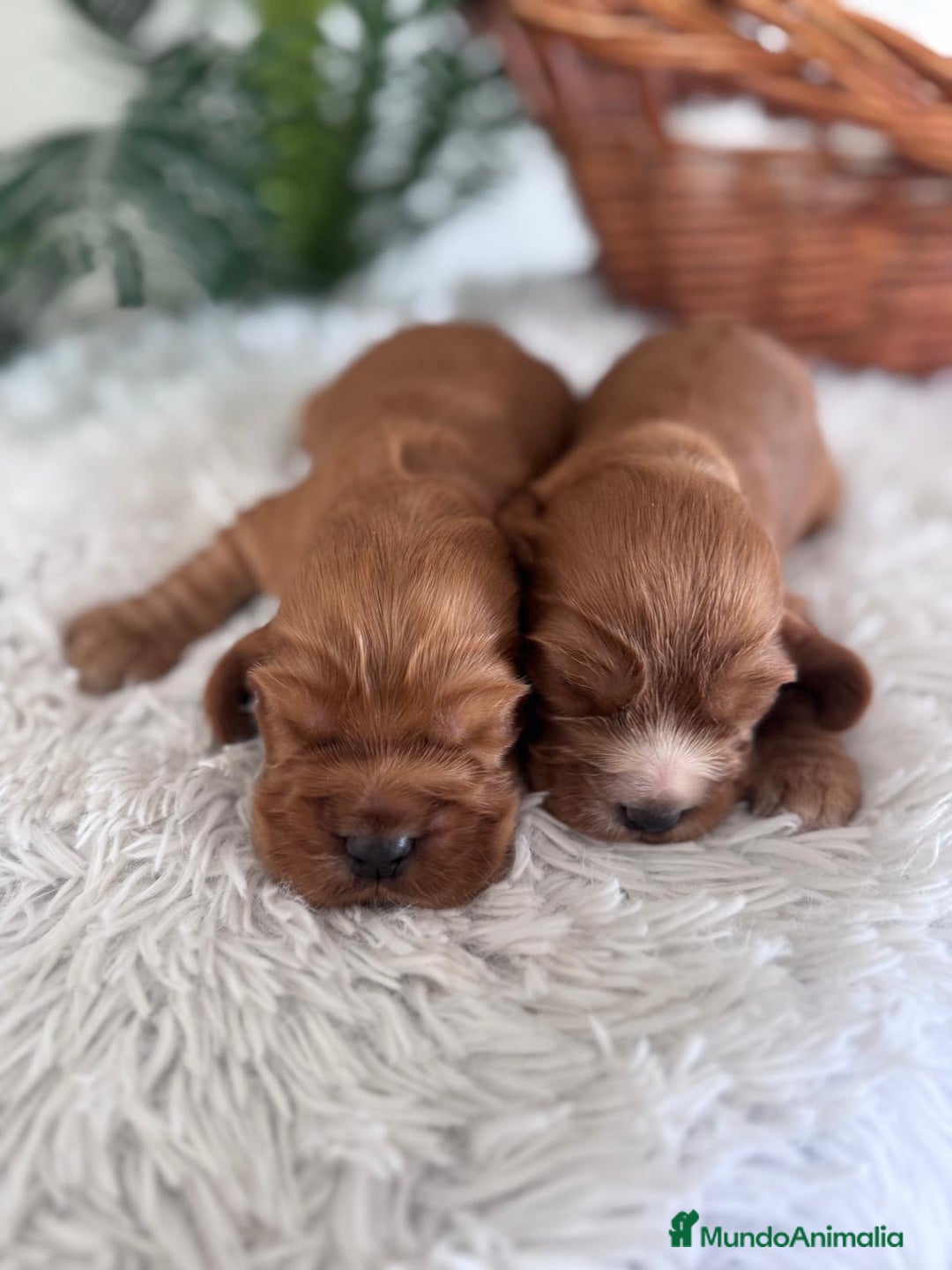 Cocker Spaniel Inglés perros en venta: COCKER SPANIEL INGLES - Anuncio 7